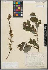 Foto von Salix starkeana Willd.